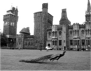 Cardiff Castle